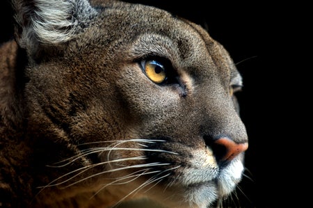 Face of a puma set against a black background.