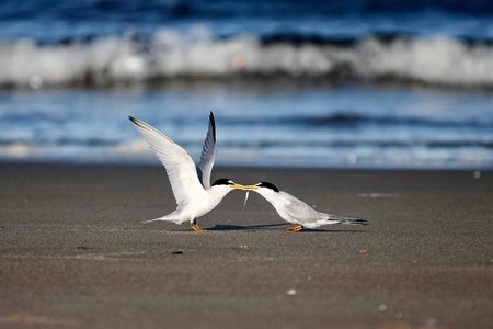 Two terns on the beach.