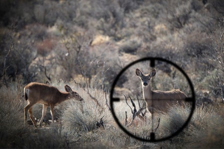 Hunter drawing a bead on a deer.