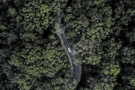 South Australian forest.