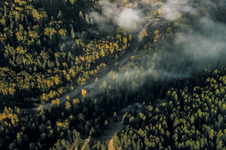 Aerial view of trees in a forest.