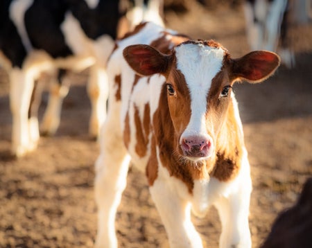 A cute young dairy calf looking at the camera.