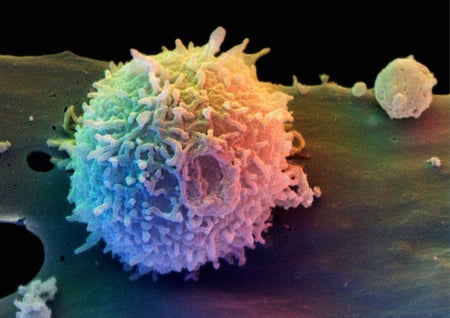 T-cells