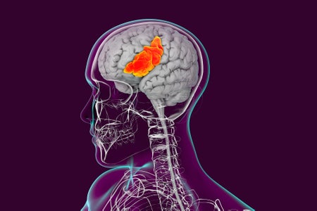 Brain with highlighted inferior frontal gyrus, 3-D illustration