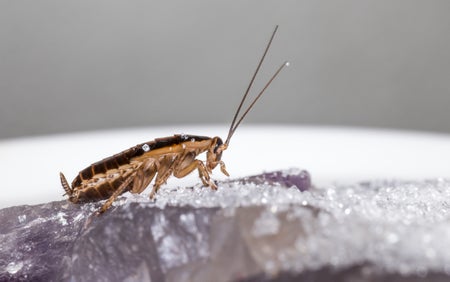 Large brown cockroach