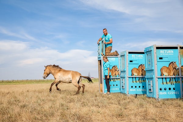 A horse runs out of a blue shipping crate