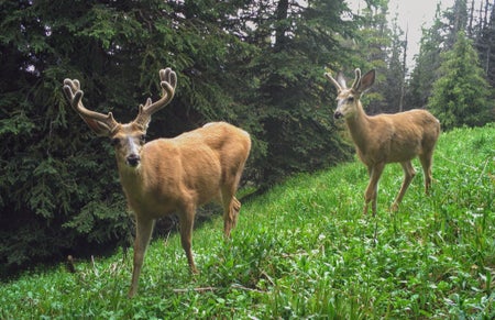 Two deer walking in a forest