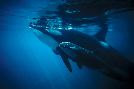 Killer whale (Orcinus orca) off Vancouver Island in British Columbia